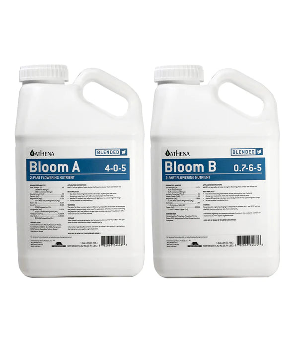 athena-blended-bloom-a-b1-4.webp